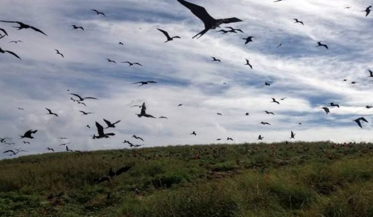 Abrolhos_Fregata-magnificens_CAPA