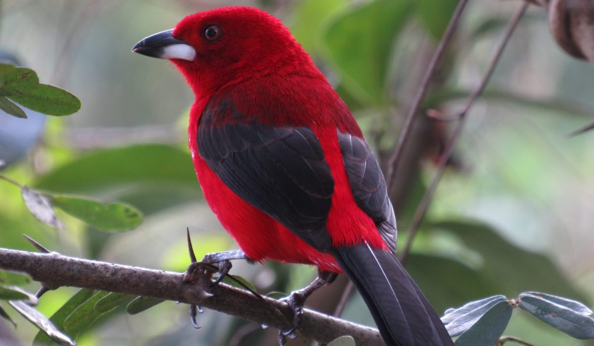 BirdWeek_Aurelio Rufo