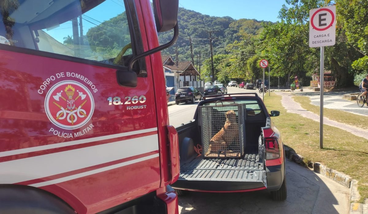 Bombeiros capturam pitbull solto na praia Martim de Sá, em Caraguatatuba2