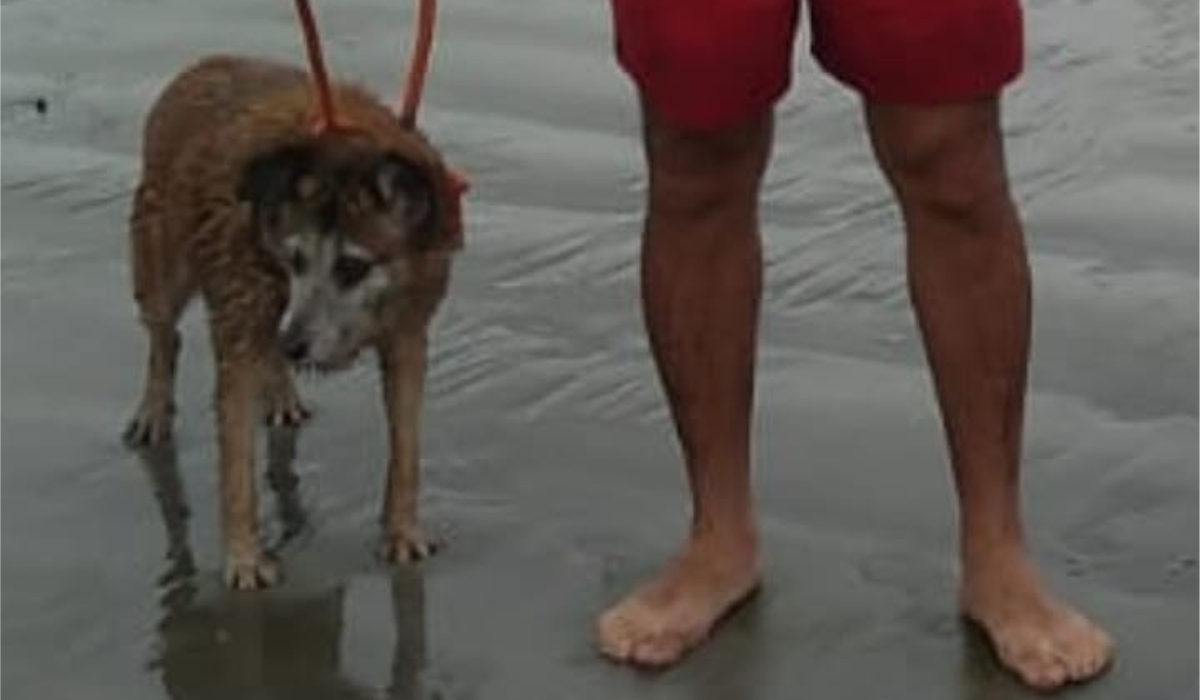 Cão idoso e cego é resgatado de banco de areia em Caraguatatuba edit