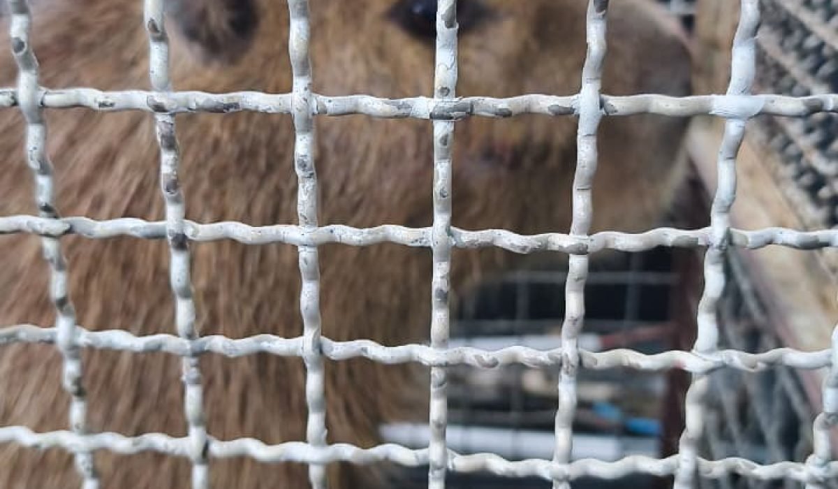 Capivara invade condomínio e é resgatada pelo Corpo de Bombeiros em São Sebastião