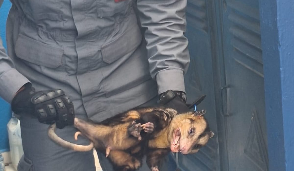 Gambá invade colégio em São Sebastião e é resgatado pelos Bombeiros1