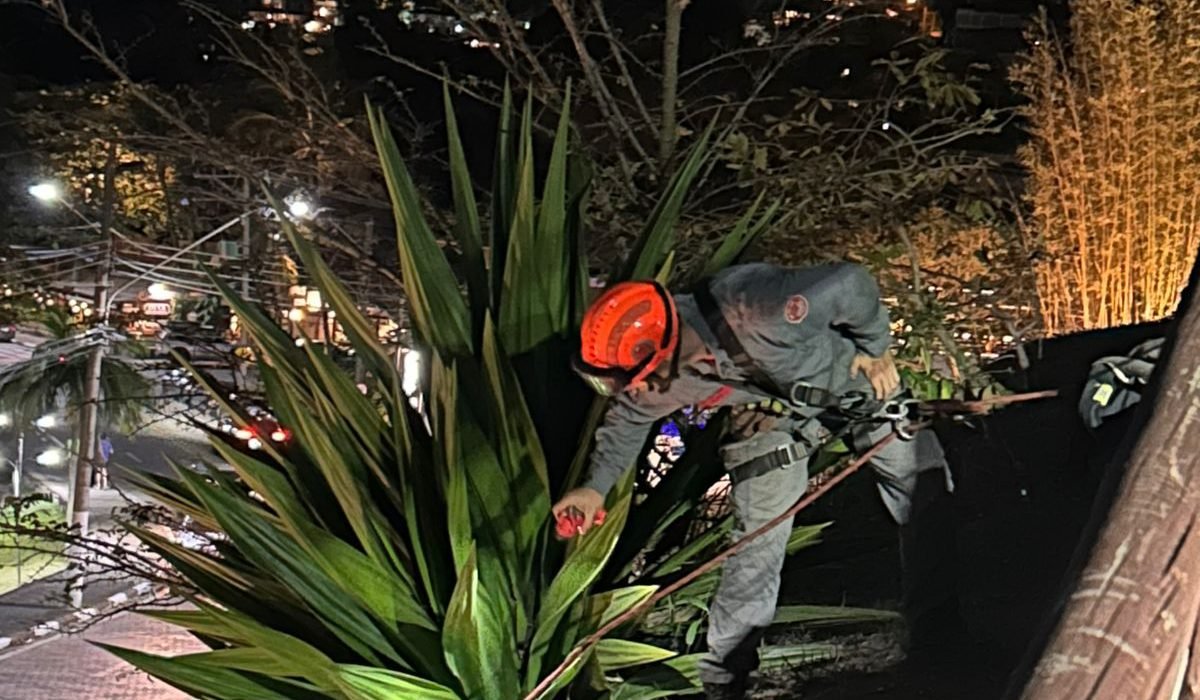 Gato é resgatado pelos bombeiros em área de difícil acesso em Ilhabela1