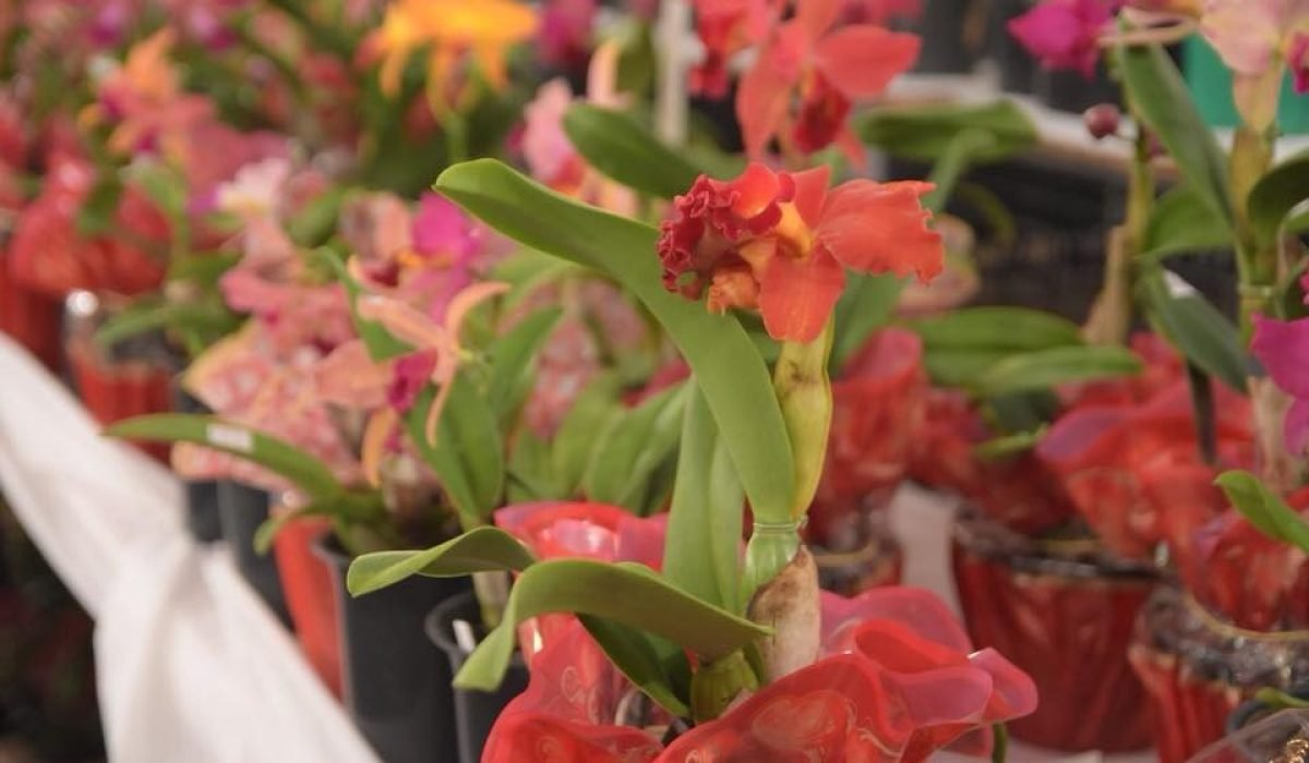 Ilhabela recebe 17ª Exposição de Orquídeas neste final de semana