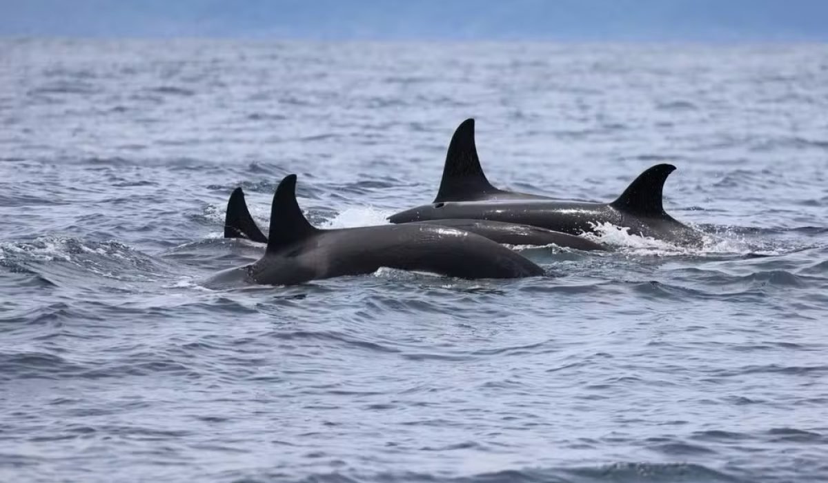 orcas 2